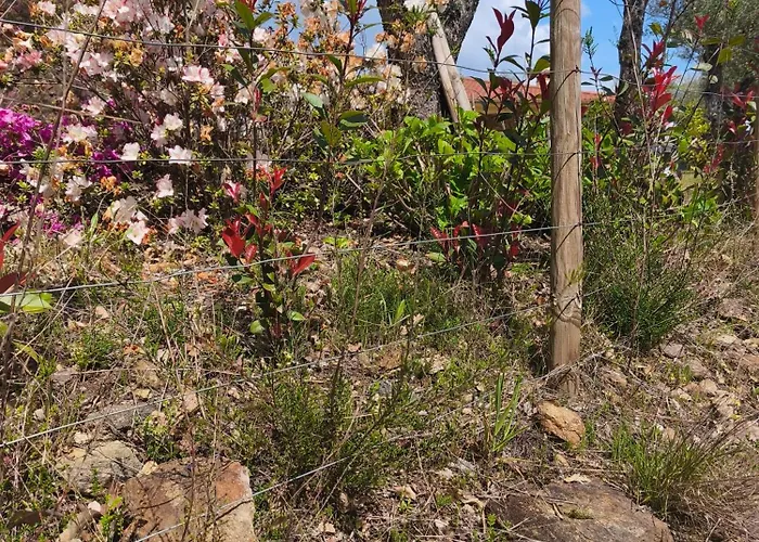 Boavista Country No 87 カベセイラス・デ・バスト